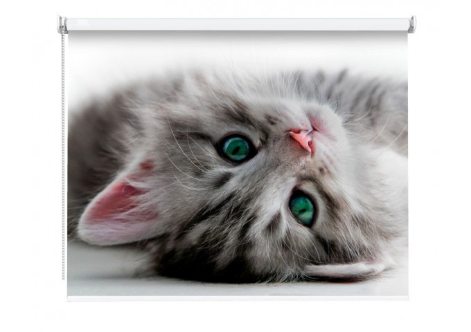 Store Enrouleur Occultant Sur Mesure Chat Mignon
